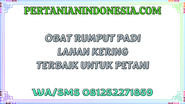 Obat Rumput Padi Lahan Kering Terbaik Untuk Petani